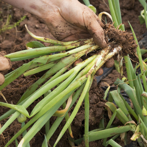 Harvesting Evergreen Onions