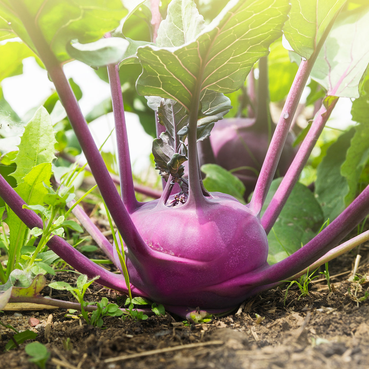 Kohlrabi Growing in a garden