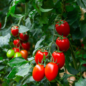 Purely Organic Roma Tomato Seeds - USDA Organic, Non-GMO, Open Pollinated, Heirloom, USA Origin, Vegetable Seeds