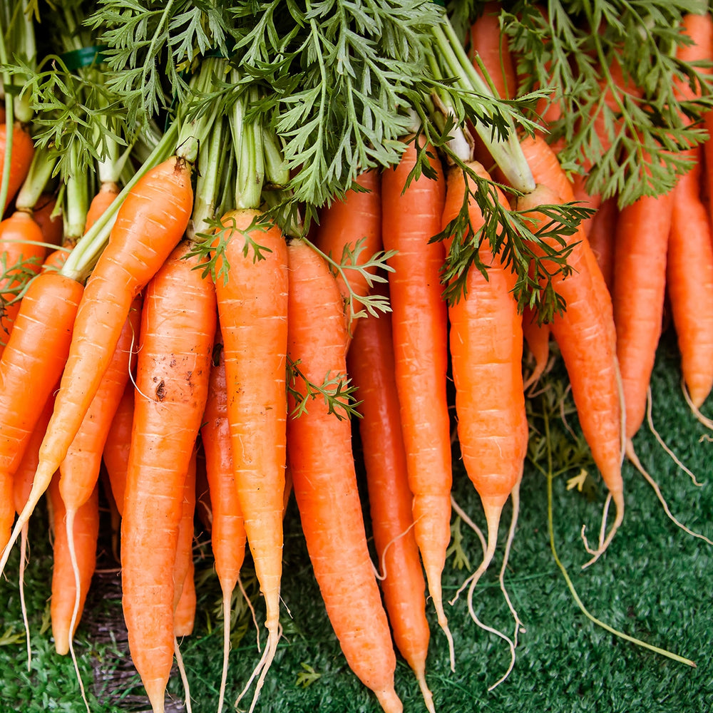 Purely Organic Scarlet Nantes Carrot Seeds - USDA Organic, Non-GMO, Open Pollinated, Heirloom, USA Origin, Vegetable Seeds