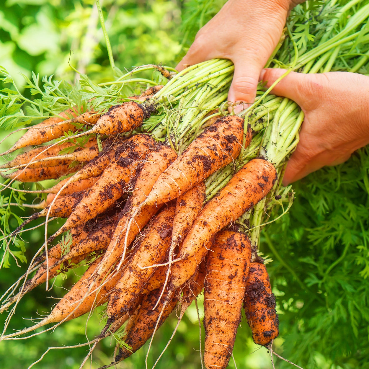 Hands holding fresh picked carrots 