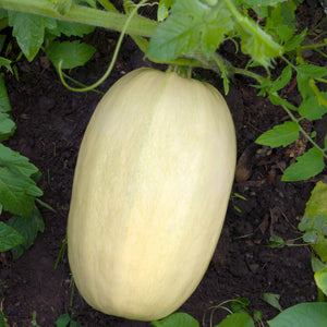 Purely Organic Winter Spaghetti Squash Seeds - USDA Organic, Non-GMO, Open Pollinated, Heirloom, USA Origin, Vegetable Seeds