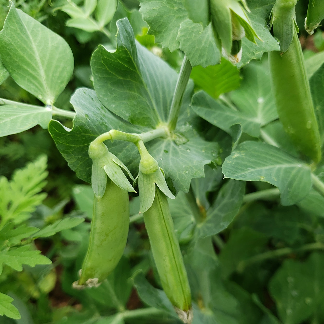 Snap Peas Growing 