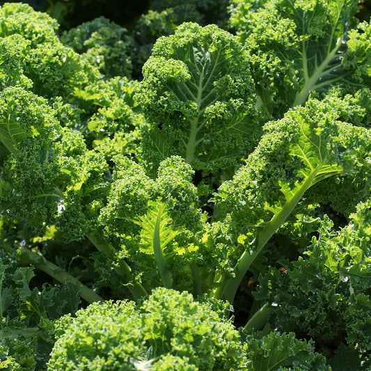 Purely Organic Vates Blue Scotch Curled Kale Seeds - USDA Organic