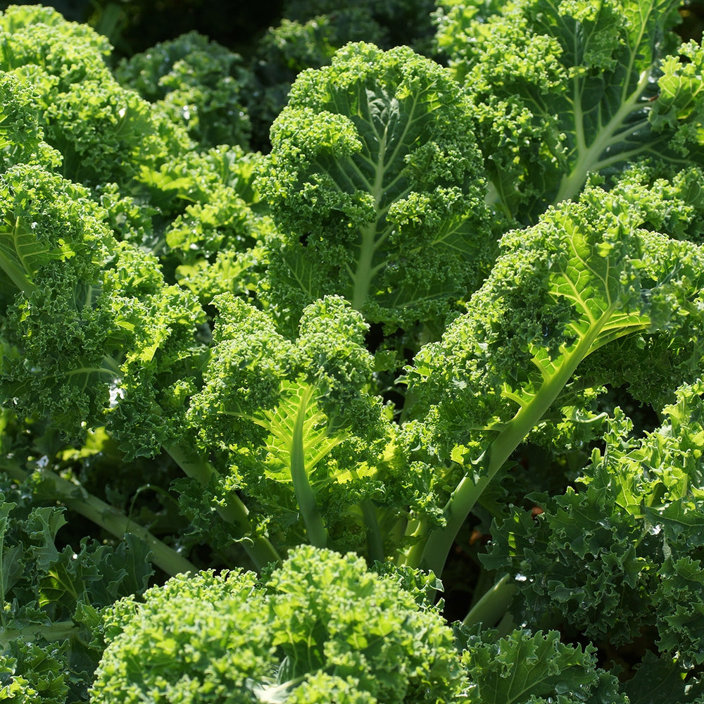 Purely Organic Vates Blue Scotch Curled Kale Seeds - USDA Organic, Non-GMO, Open Pollinated, Heirloom, USA Origin, Vegetable Seeds