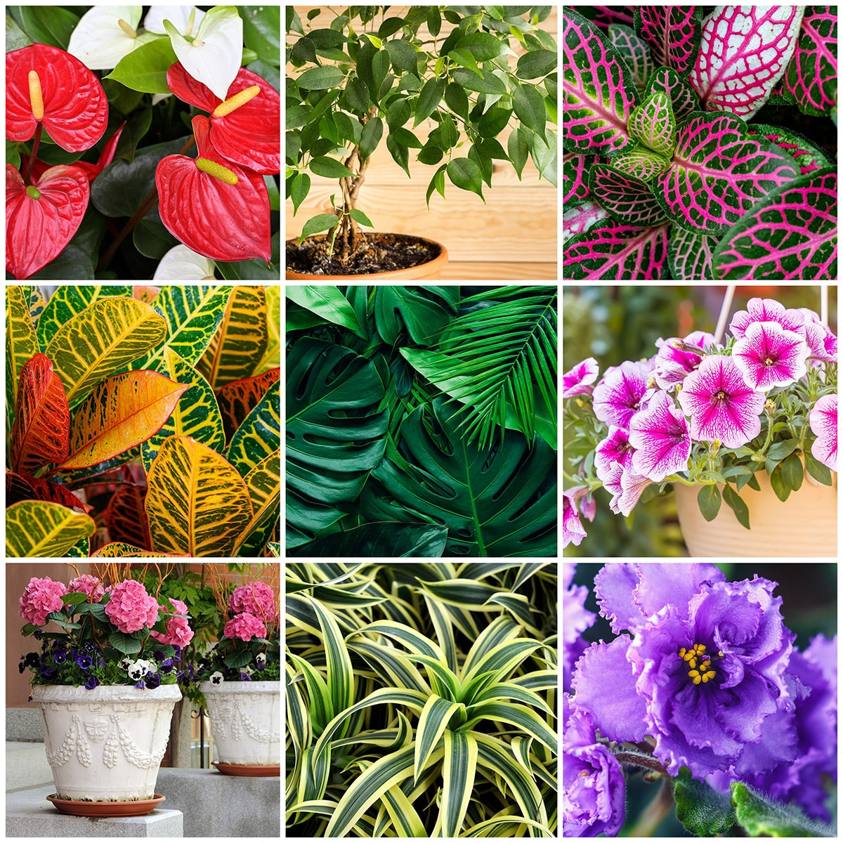mini fertilizer plant The Old Farmer's Almanac Houseplant & Flower Plant Food Mini Spikes