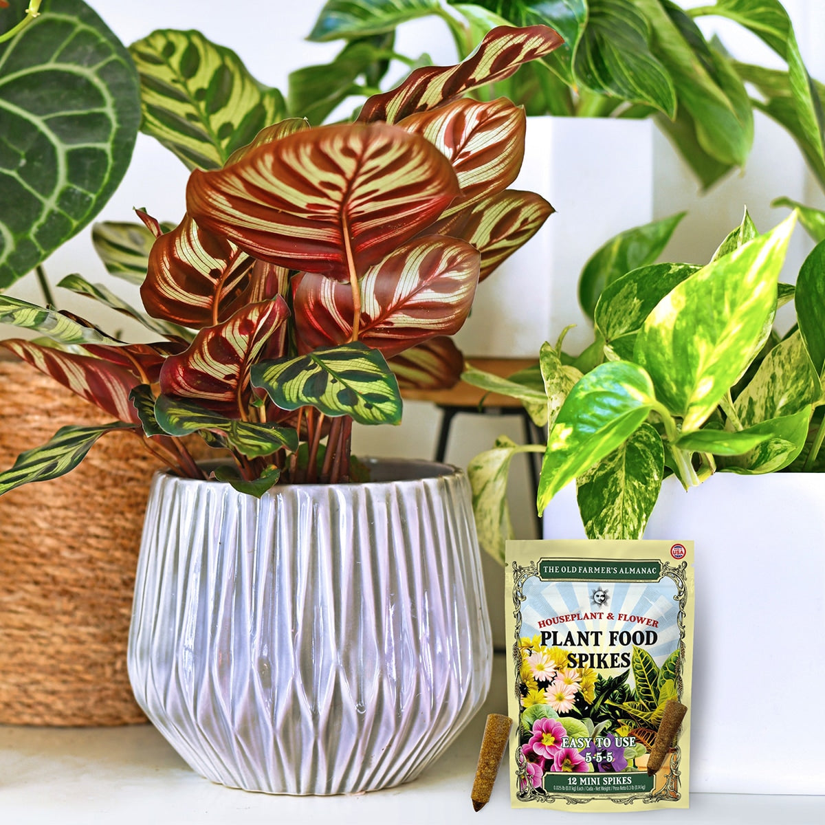 Plants in pots with a bag of Plant Food spikes