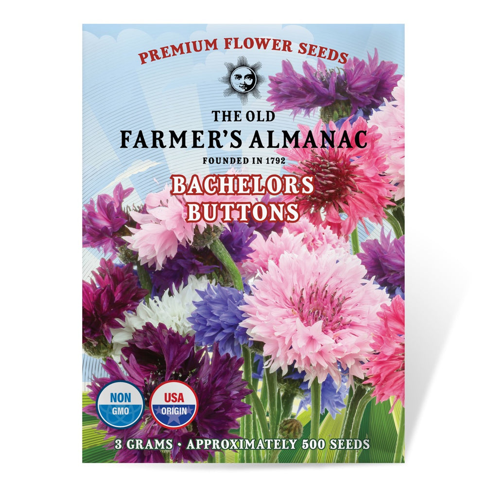 The Old Farmer's Almanac Bachelors Button Seeds - Premium Non-GMO, Open Pollinated, USA Origin, Flower Seeds