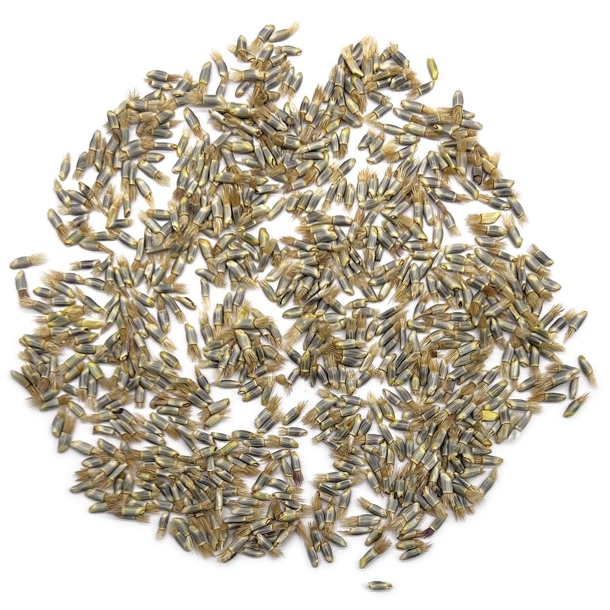 A close view of seeds on a white background 
