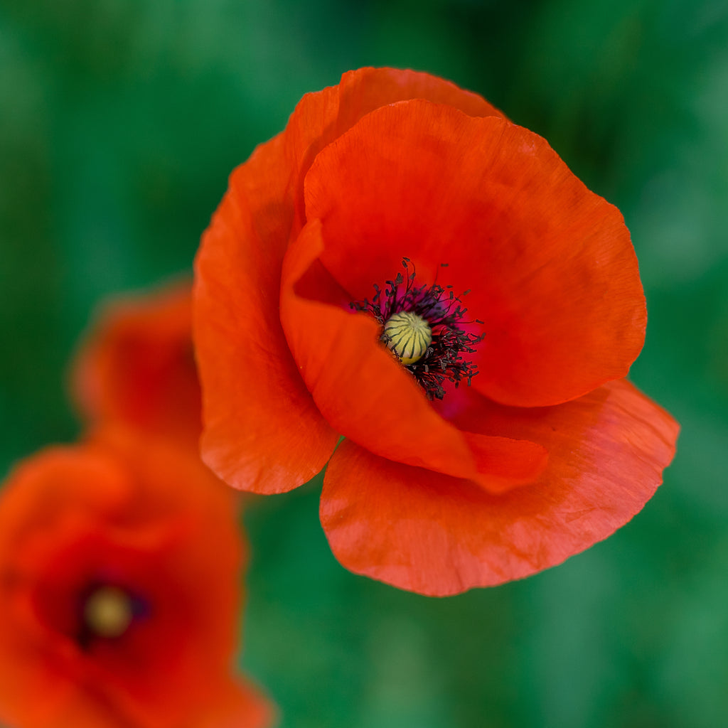 The Old Farmer's Almanac American Legion Corn Poppy Seeds
