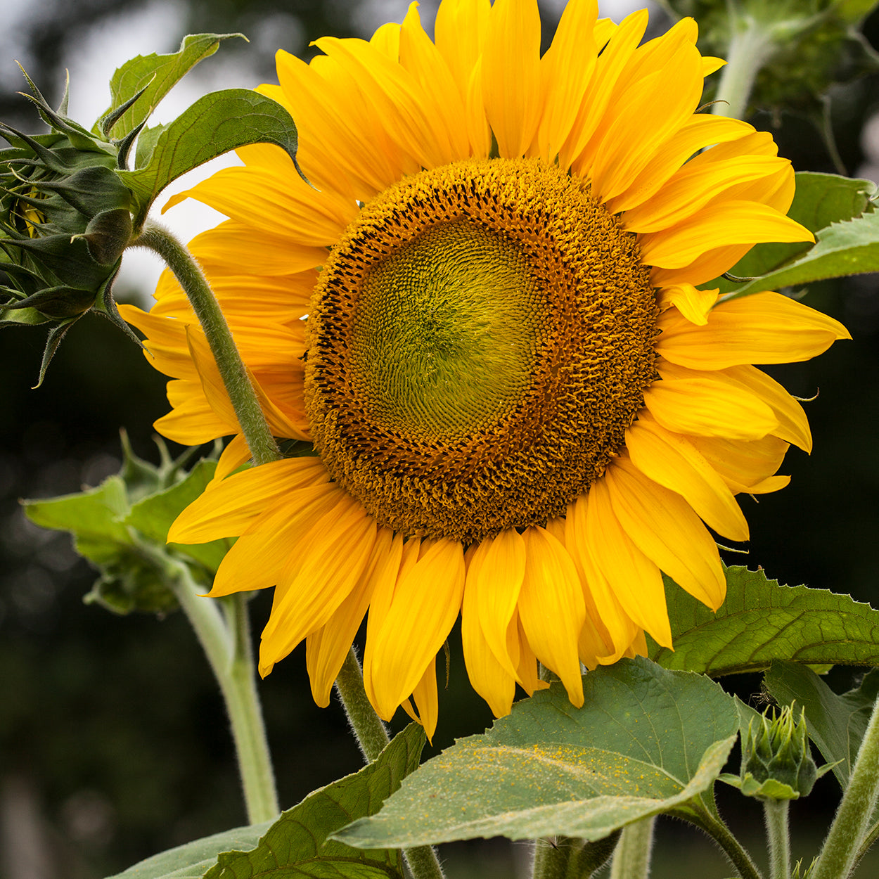 Sunflower Growing 