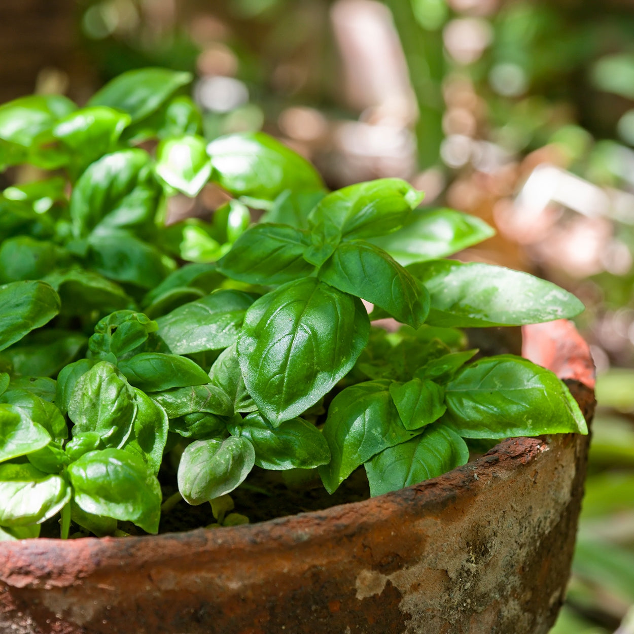 plant basil seeds outdoors The Old Farmer's Almanac Heirloom Italian Large Leaf Basil Seeds
