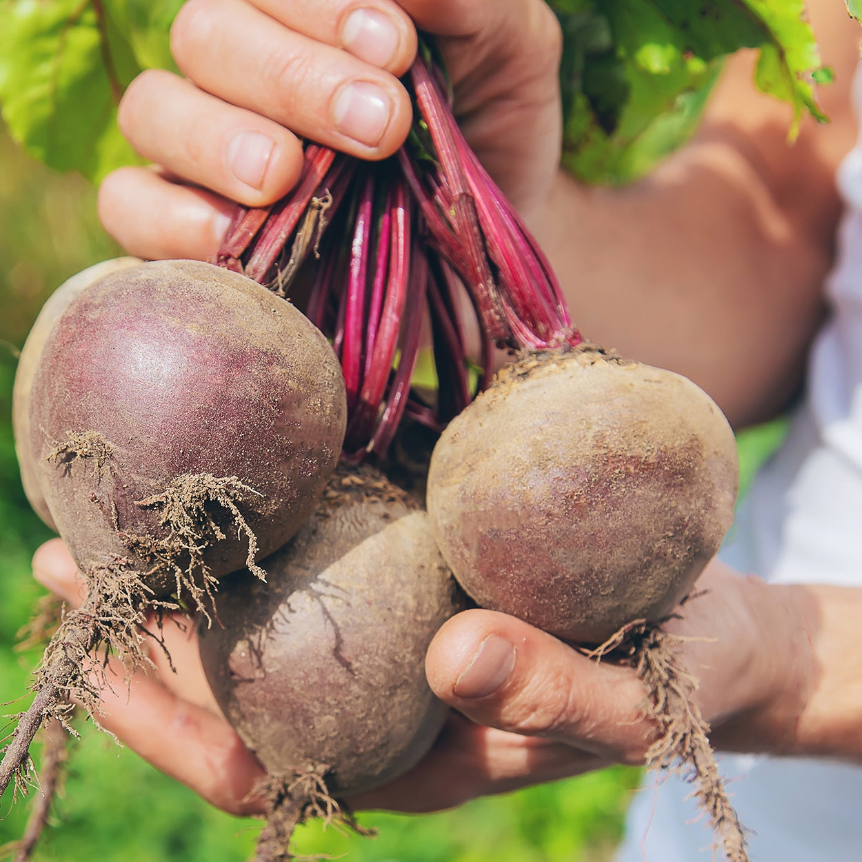 Hands holding picked beets 