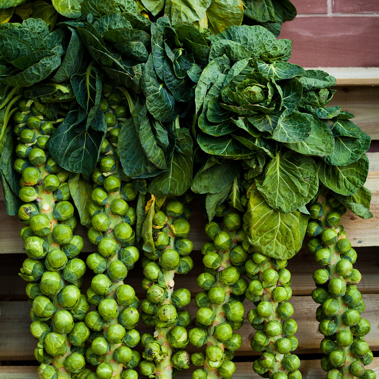 Brussel Sprouts Growing on Vine 