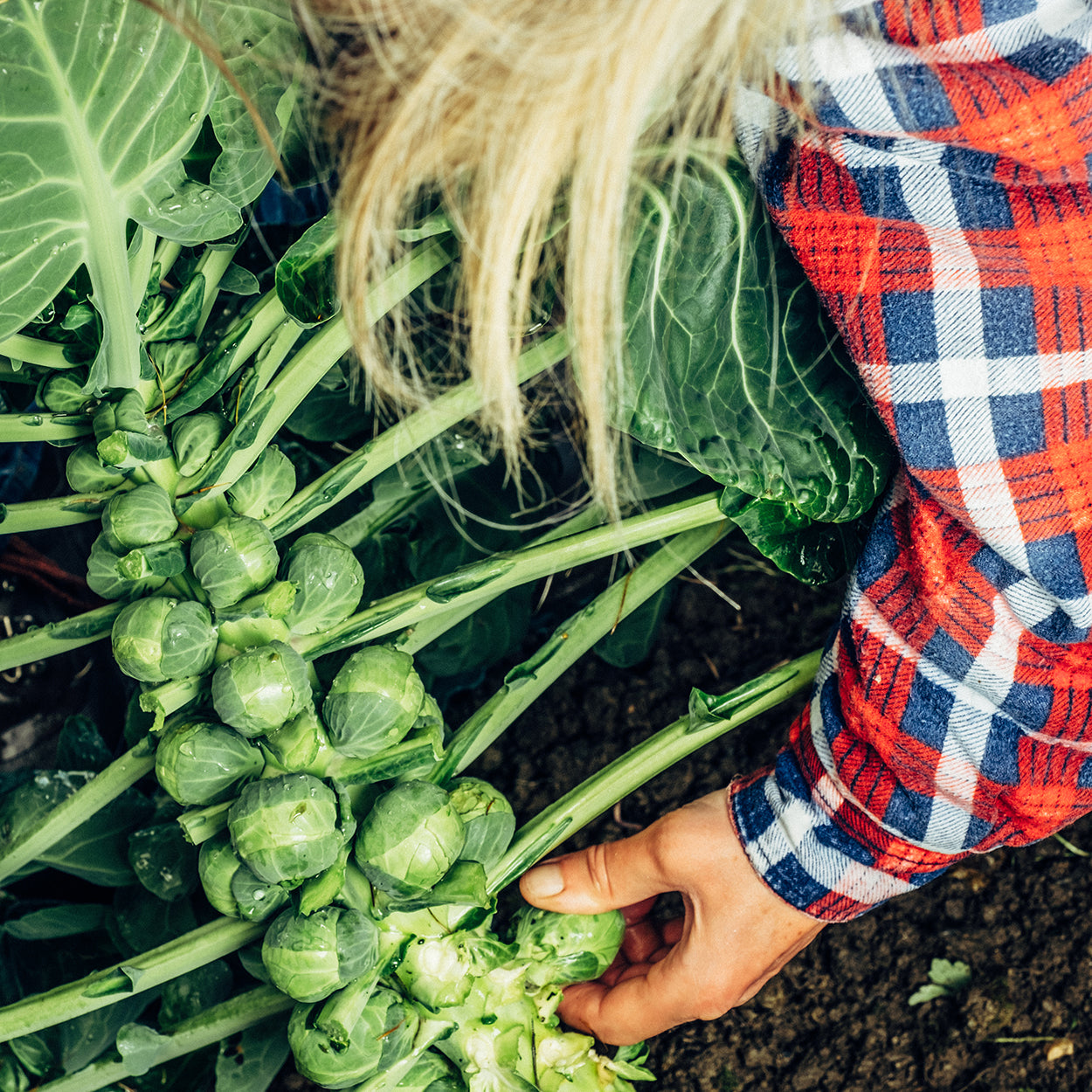 The Old Farmer's Almanac Heirloom Long Island Improved Brussels Sprouts Seeds
