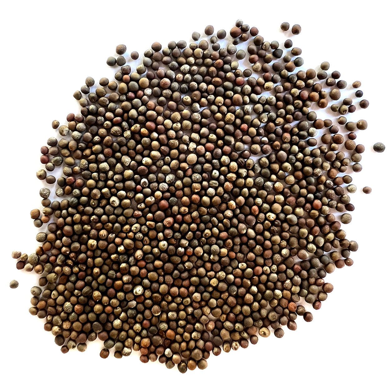 A close view of seeds on a white background 