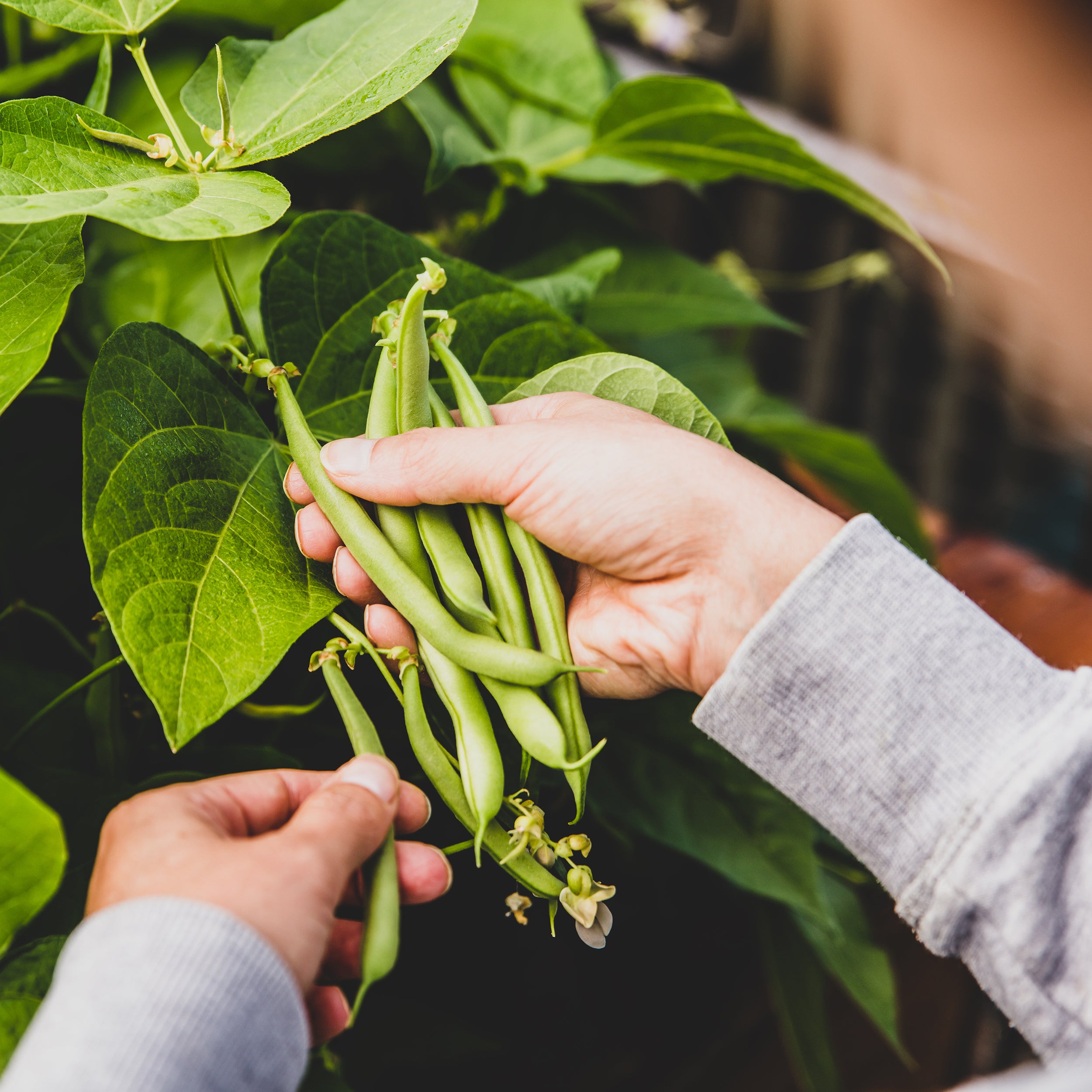 planting blue lake bush bean seeds The Old Farmer's Almanac Heirloom Blue Lake Bush Bean Seeds
