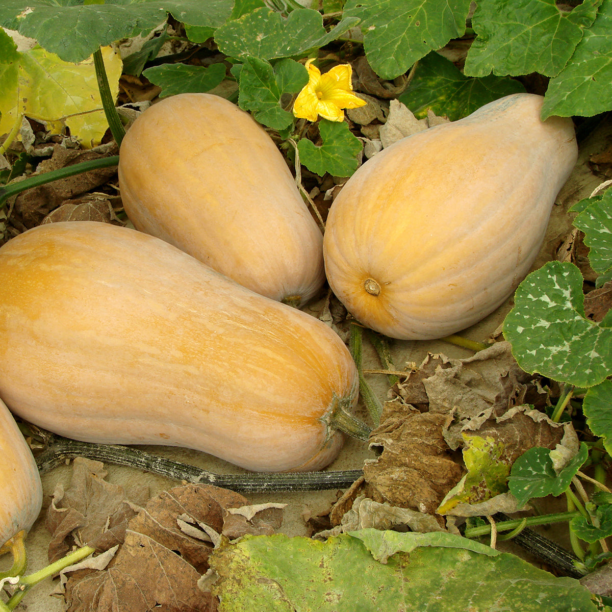 Butternut Squash Growing in Garden 