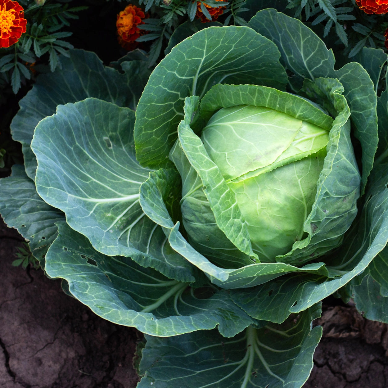 Picture of Cabbage growing 