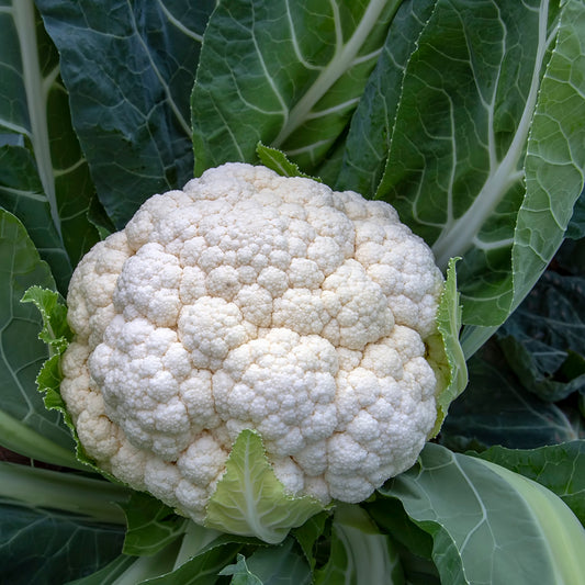 The Old Farmer's Almanac Heirloom Snowball Y (Improved) Cauliflower Seeds