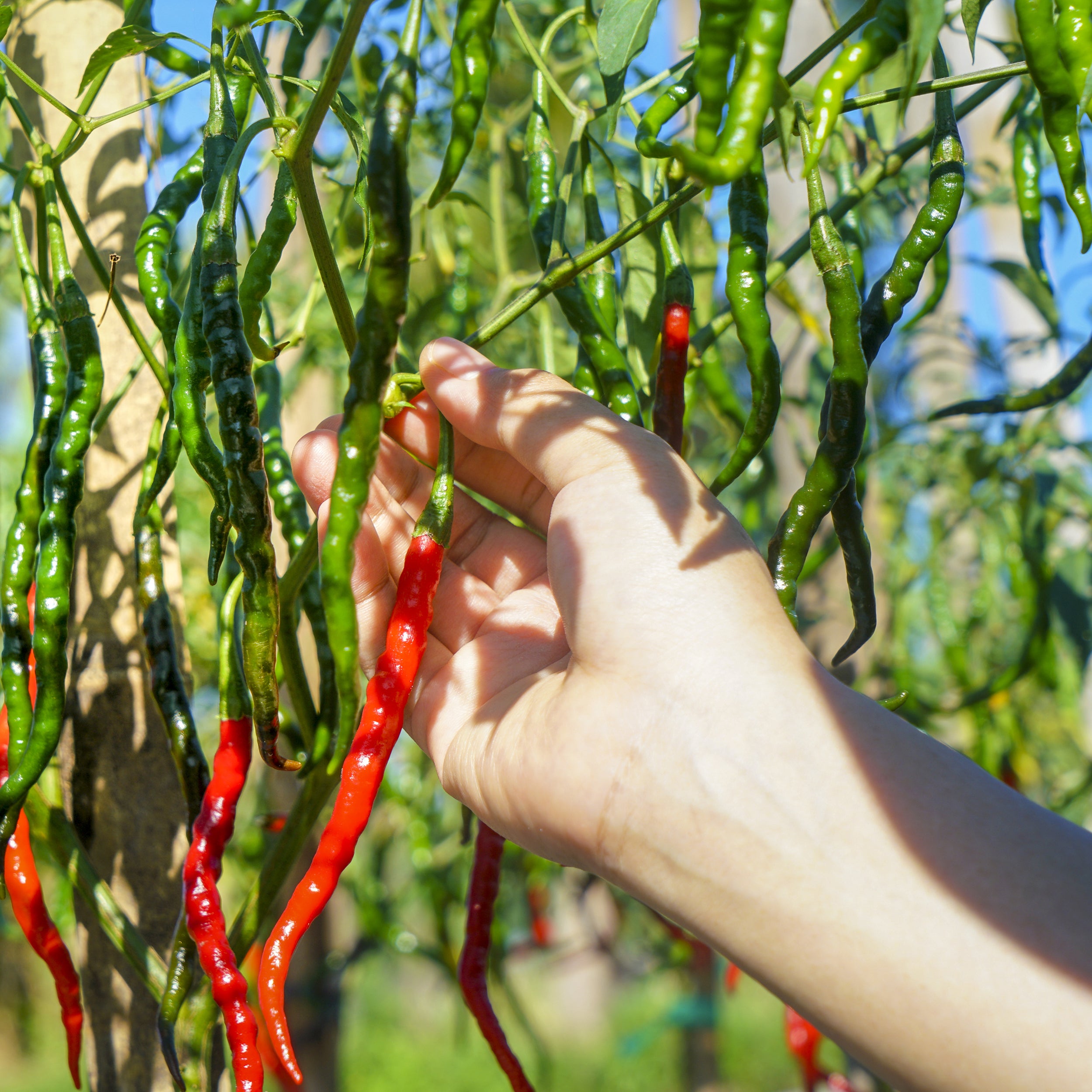 Hand Picking cayenne peppers 