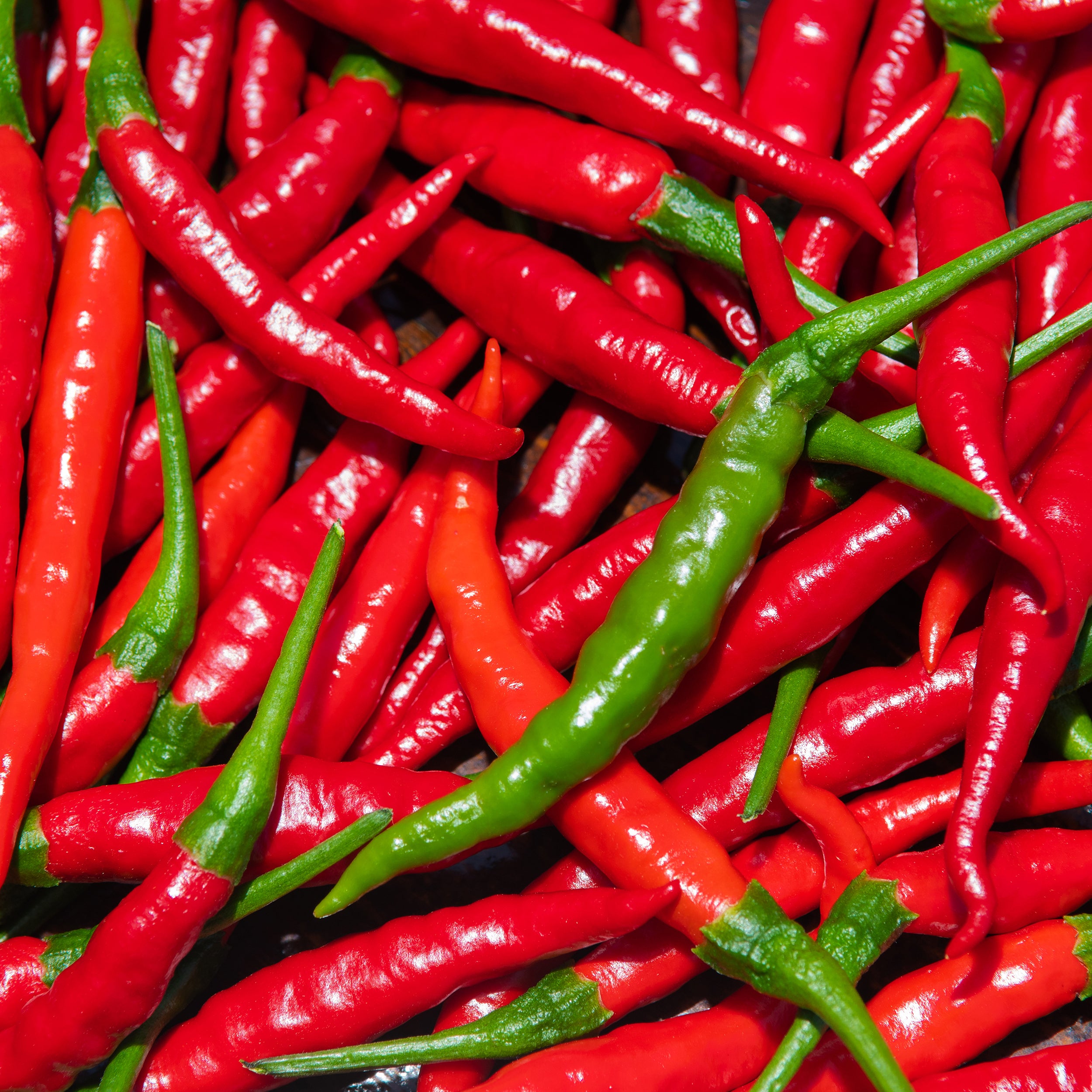 Harvested cayenne peppers 