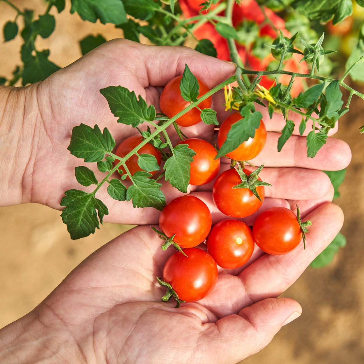The Old Farmer's Almanac Heirloom Large Red Cherry Tomato Seeds