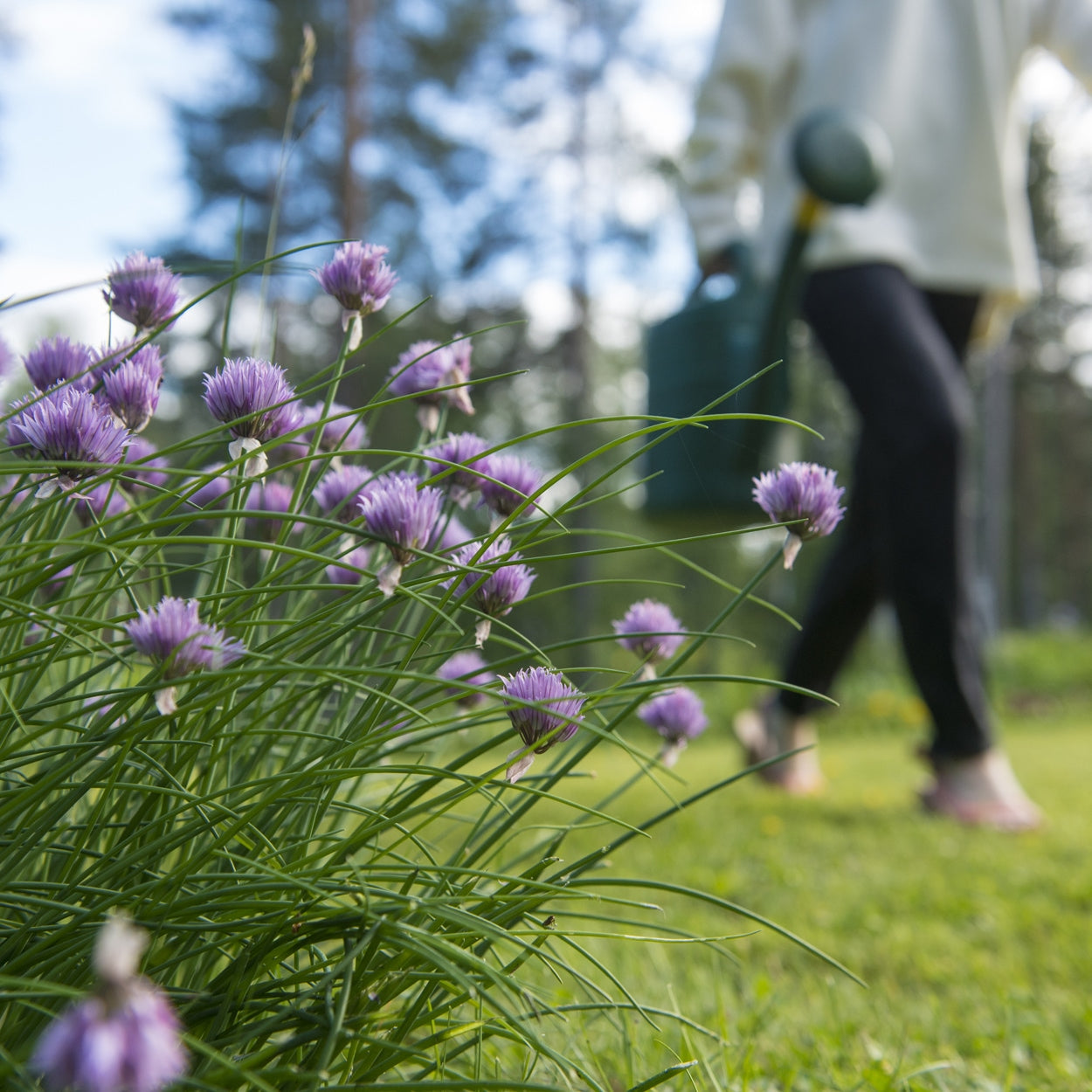 Chives Growing Outside 