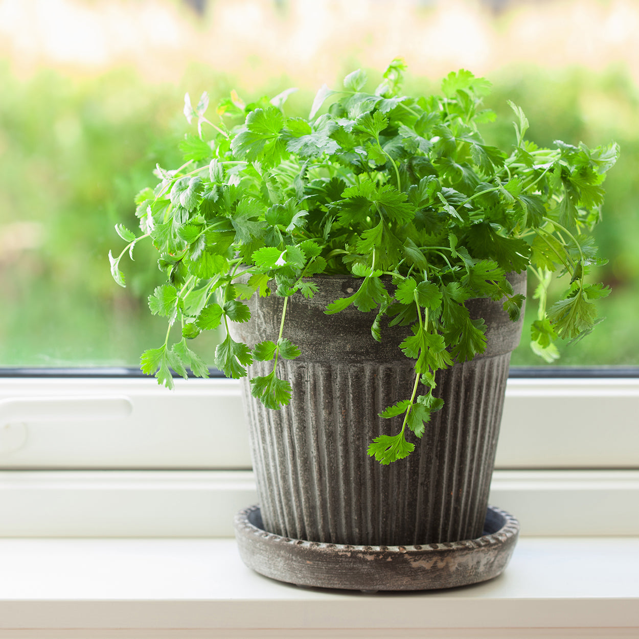 Cilantro Growing in a Pot Indoors 
