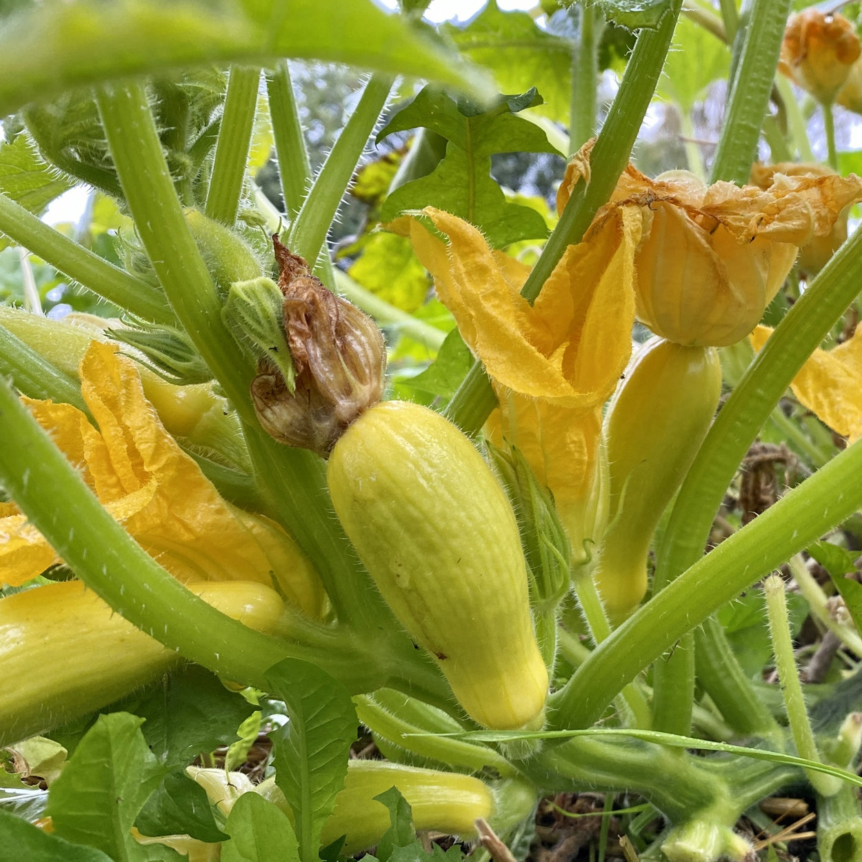Crookneck Squash Growing 