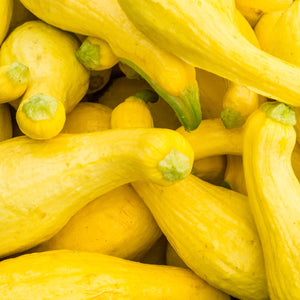 The Old Farmer's Almanac Heirloom Yellow Crookneck Summer Squash Seeds - Premium Non-GMO, Open Pollinated, Vegetable Seeds