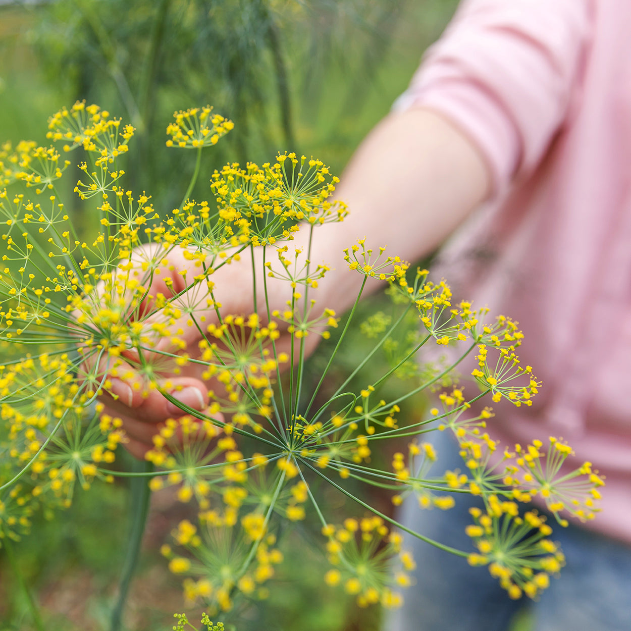 The Old Farmer's Almanac Heirloom Bouquet Dill Seeds - USDA Organic