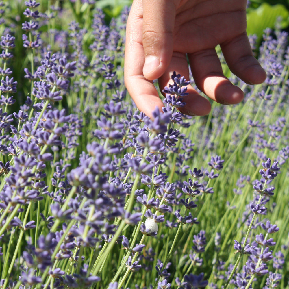 The Old Farmer's Almanac Heirloom Common English Lavender Seeds - Premium Non-GMO, Open Pollinated, Flower & Herb Seeds