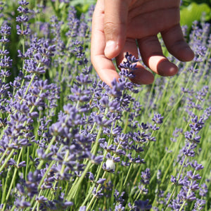 The Old Farmer's Almanac Heirloom Common English Lavender Seeds - Premium Non-GMO, Open Pollinated, Flower & Herb Seeds