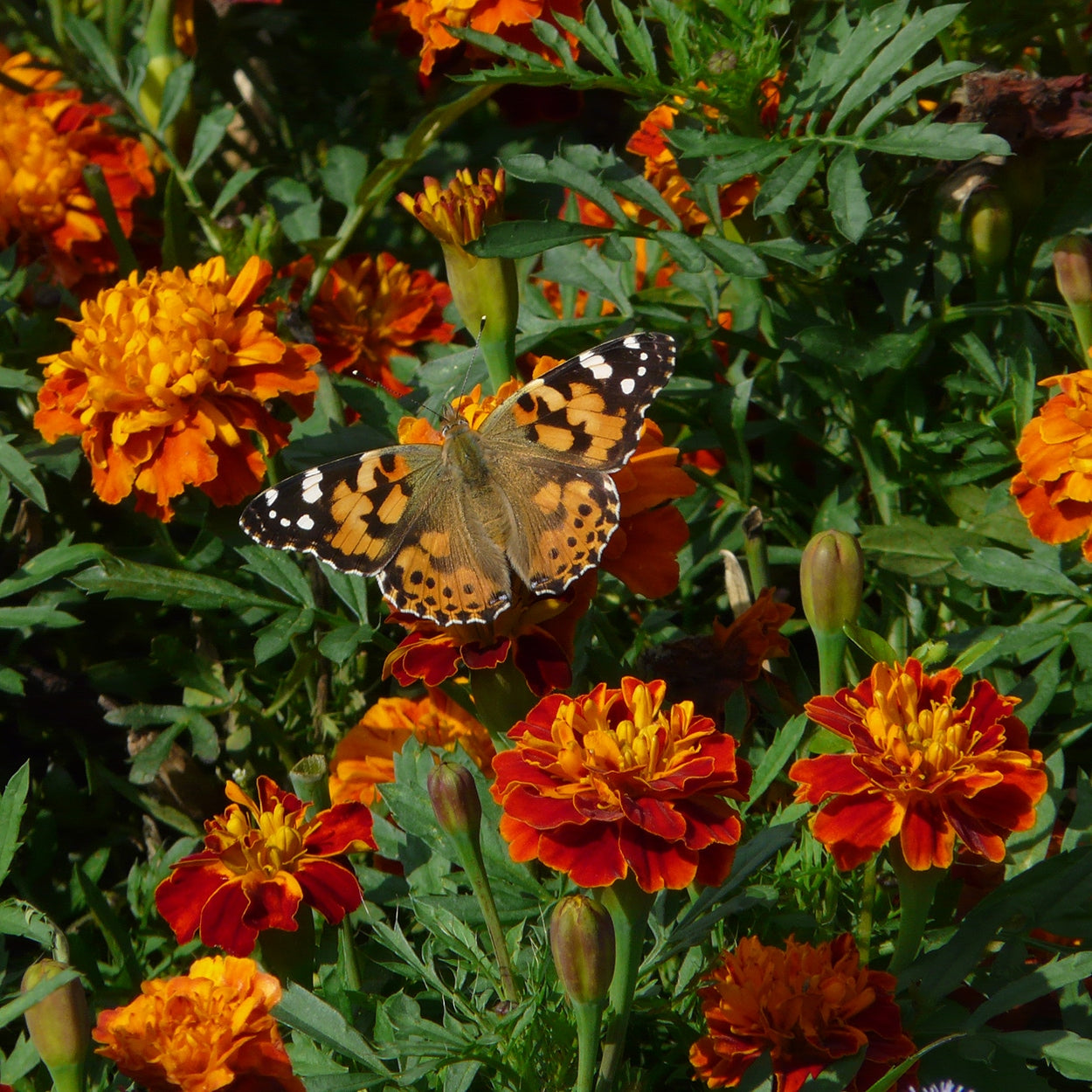 Butterfly on Marigold Plant 