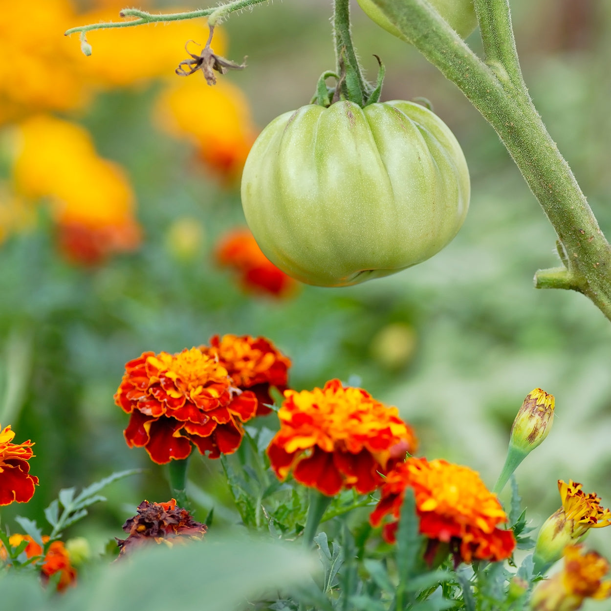 Tomato on Vine with Marigold Plant below it 