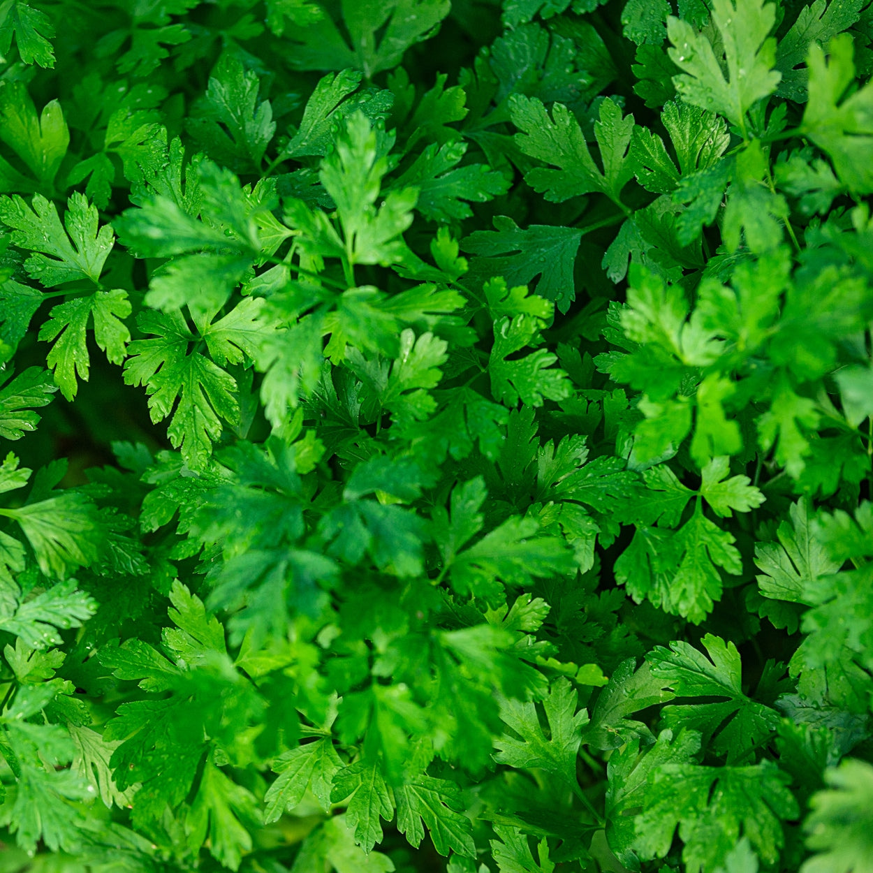 Parsley Growing 