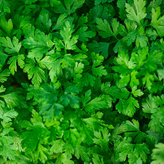 The Old Farmer's Almanac Heirloom Dark Green Italian Flat Leaf Parsley Seeds