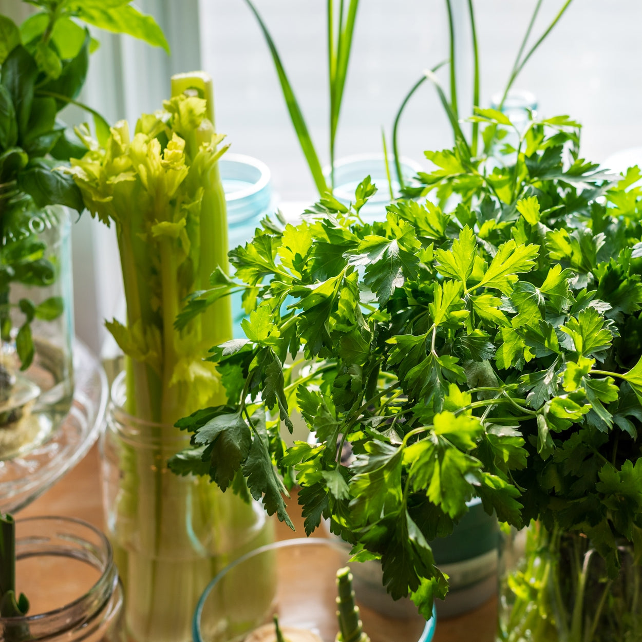 plant parsley seeds indoors The Old Farmer's Almanac Heirloom Dark Green Italian Flat Leaf Parsley – SimplyGro