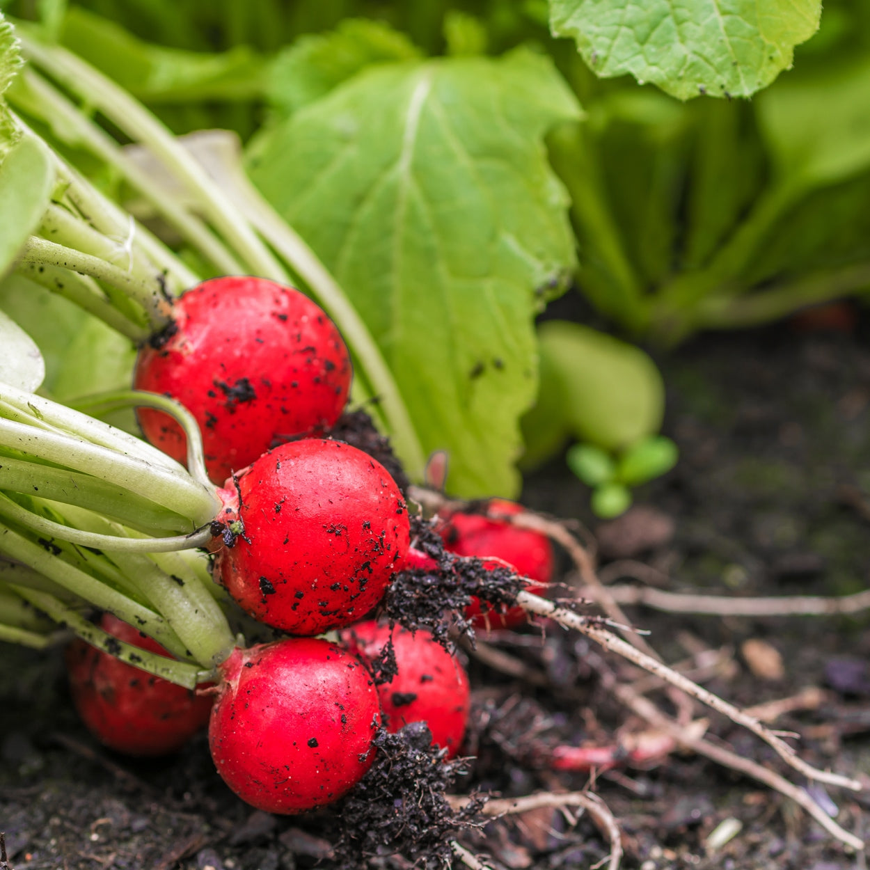 Fresh Picked Radish In Garden 