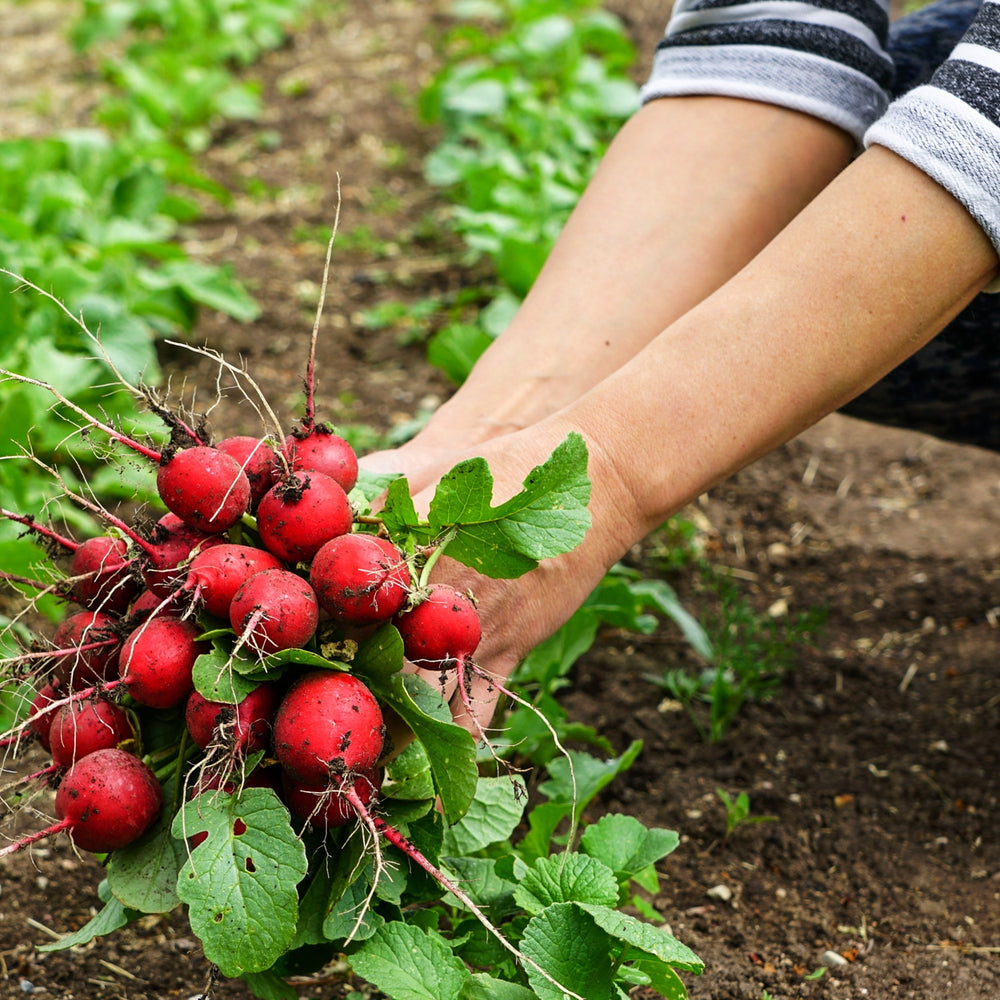 The Old Farmer's Almanac Organic Cherry Belle Radish Seeds - Premium Non-GMO, Open Pollinated, USA Origin, Heirloom, Vegetable Seeds