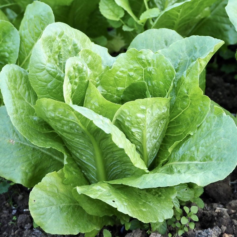 The Old Farmer's Almanac Heirloom Paris Island Cos Romaine Lettuce Seeds - Premium Non-GMO, Open Pollinated, USA Origin, Vegetable Seeds