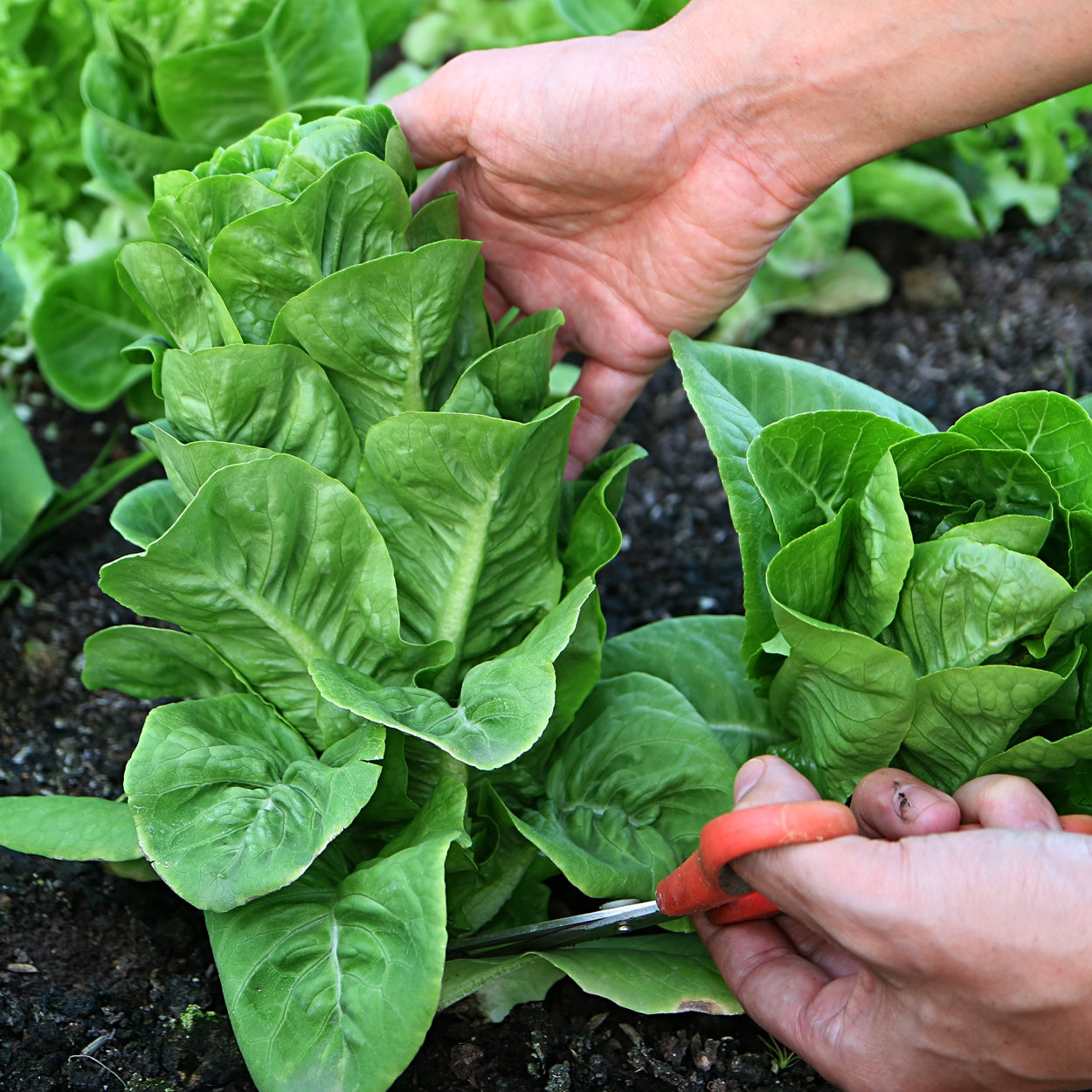 Hands cutting romaine lettuce with scissors 
