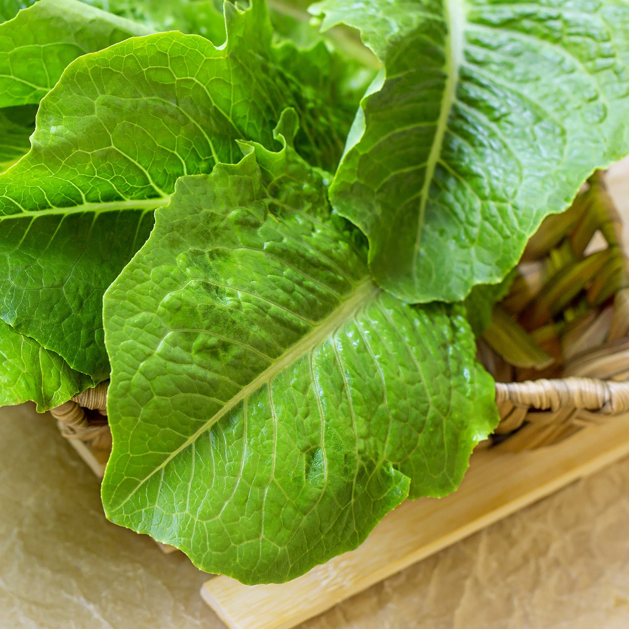 Romaine Lettuce in the Kitchen 