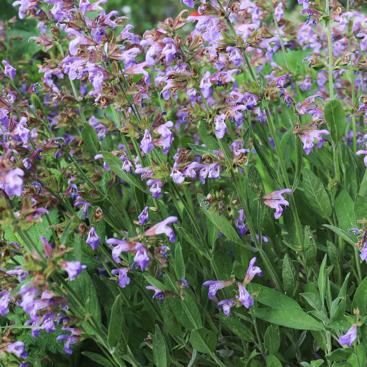 Sage Growing in field 
