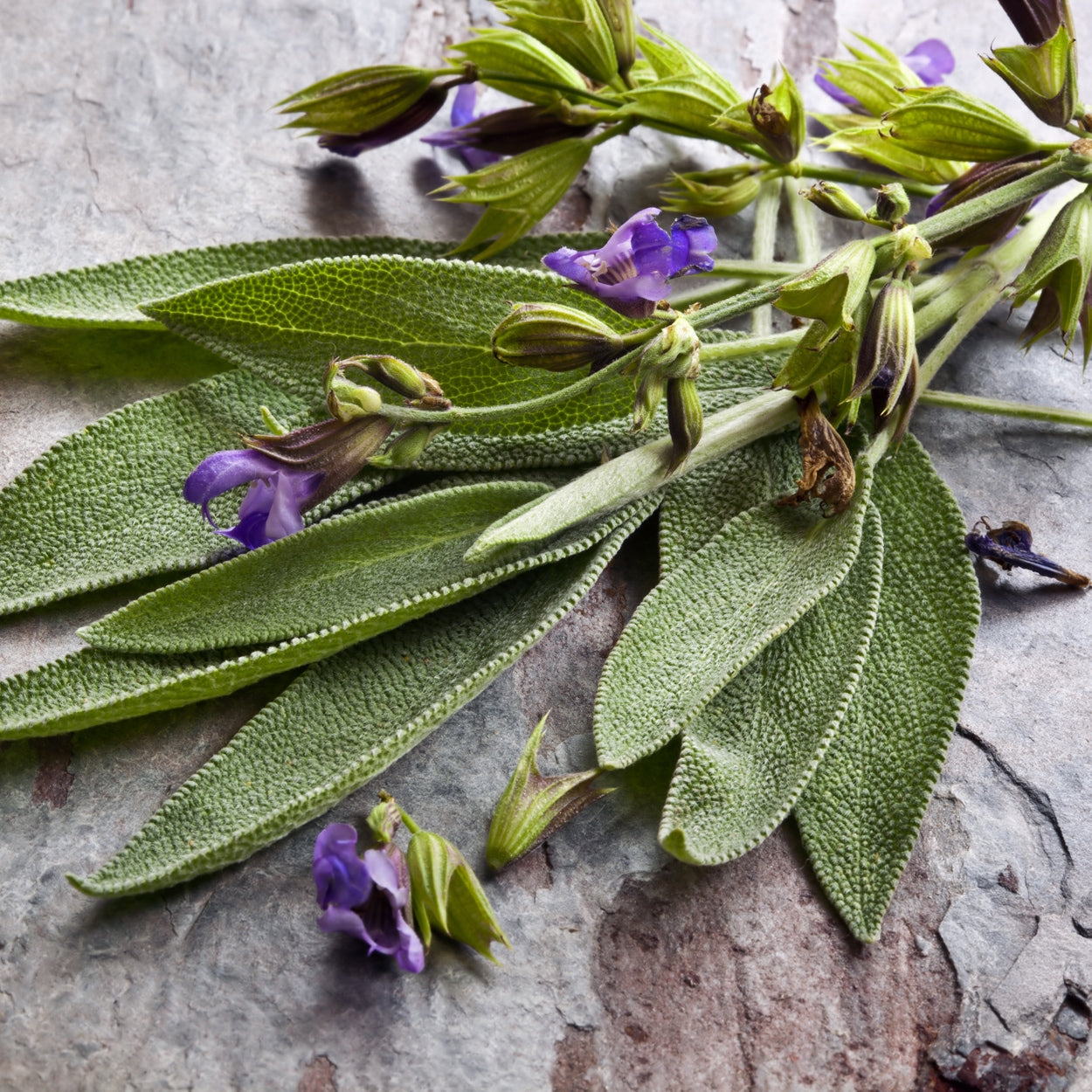 Sage Plant on counter 