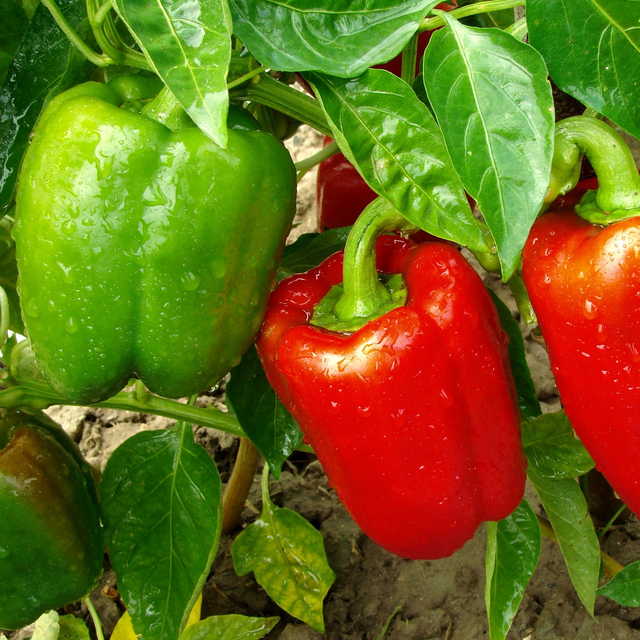 Red and green peppers growing on a plant 