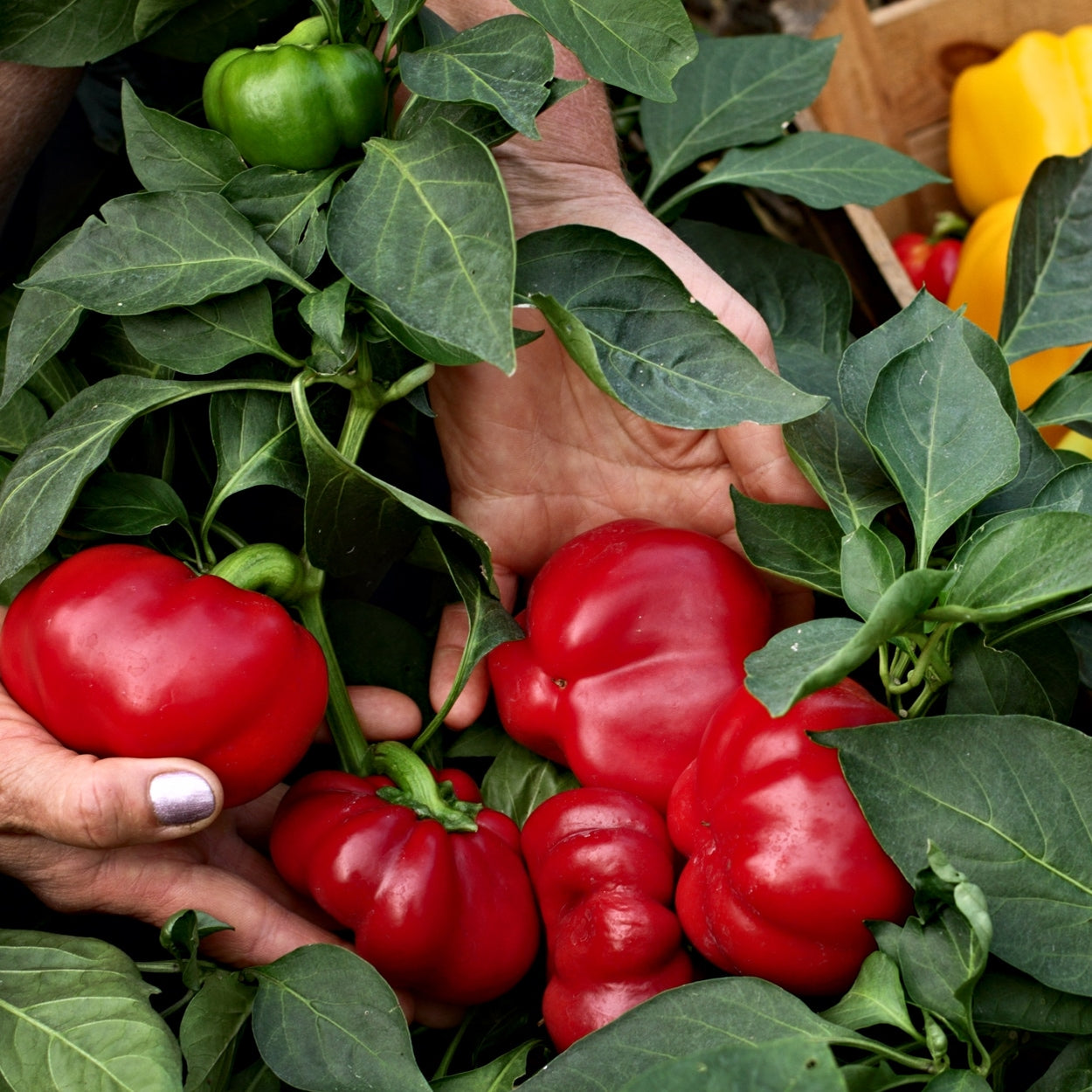 Hands picking red peppers 