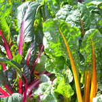 The Old Farmer's Almanac Heirloom Rainbow Mix Swiss Chard Seeds - Premium Non-GMO, Open Pollinated, USA Origin, Vegetable Seeds