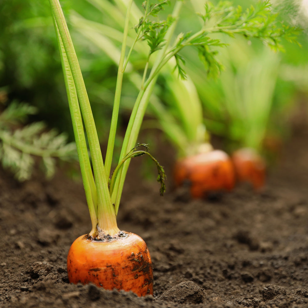 The Old Farmer's Almanac Heirloom Tendersweet Carrot Seeds - Premium Non-GMO, Open Pollinated, Vegetable Seeds